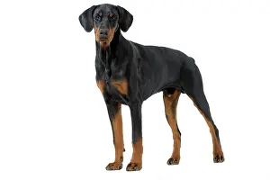Pinschers: Dog - Doberman Pinscher / Dobermann