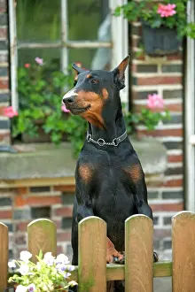 Pinschers: DOG - Doberman Pinscher / Dobermann, guarding house