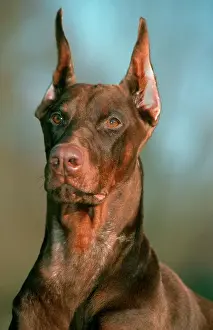 Pinschers: Dog - Doberman Pinscher / Dobermann, close-up of