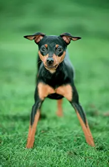 Pinschers: Dog - Doberman Pinscher / Dobermann. Frightened