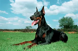 Pinschers: Dog - Doberman Pinscher / Dobermann, lying down in meadow