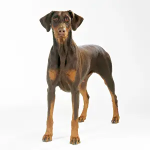 Dobermanns: DOG - Dobermann