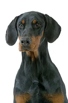 Pinschers: Dog - Dobermann