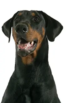 Pinschers: Dog - Dobermann