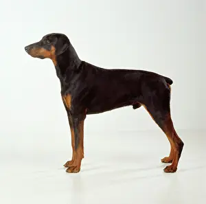 Dobermanns: DOG - Dobermann / Doberman Pinscher, standing, side view