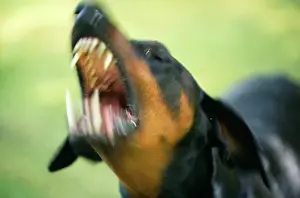Dobermanns: DOG - Dobermann / Doberman Pinscher, aggressive