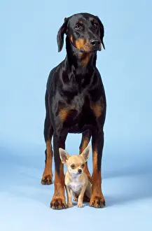Size: Dog - Dobermann / Doberman Pinscher & Chihuahua