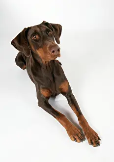 Dobermanns: DOG - Dobermann / Doberman Pinscher, lying. Alert