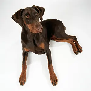 Dobermanns: DOG - Dobermann / Doberman Pinscher, lying. Alert