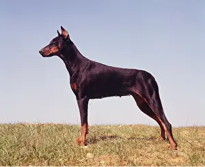 Pinschers: DOG - Dobermann / Doberman Pinscher, side view full