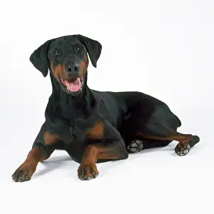 Dobermanns: DOG - Dobermann lying down