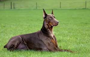 Dobermanns: Dog - Dobermann lying down in garden