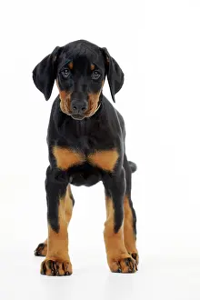 Dobermanns: Dog. Dobermann puppy