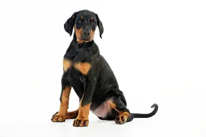 Dobermanns: Dog. Dobermann puppy