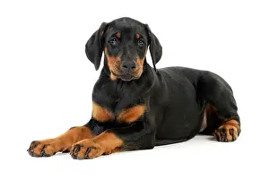 Dobermanns: Dog. Dobermann puppy