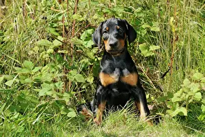 Dobermanns: Dog. Dobermann puppy