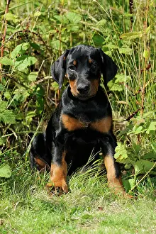 Dobermanns: Dog. Dobermann puppy