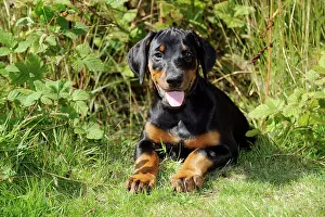 Pinschers: Dog. Dobermann puppy