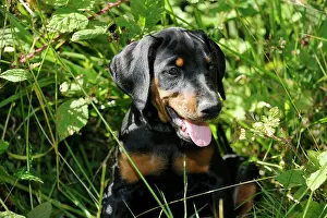 Pinschers: Dog. Dobermann puppy