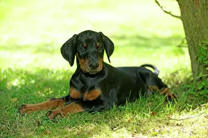 Pinschers: Dog. Dobermann puppy