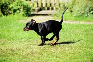 Pinschers: Dog. Dobermann puppy
