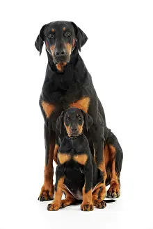 Dobermanns: Dog. Dobermann puppy and adult