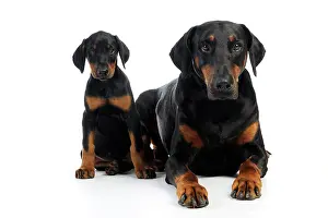 Dobermanns: Dog. Dobermann puppy and adult
