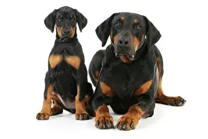 Pinschers: Dog. Dobermann puppy and adult