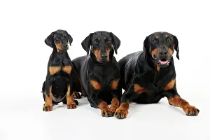 Dobermanns: Dog. Dobermann puppy and dogs