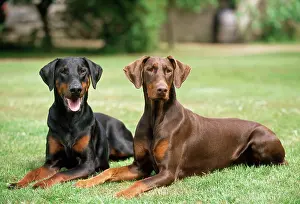Dobermanns: DOG - Two Dobermanns