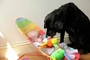 Buggy: Dog. Dog with baby in buggy