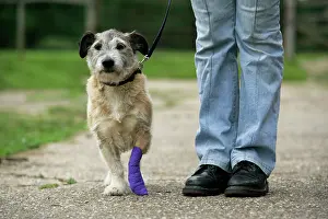 Bandaged: DOG - dog with bandaged leg being walked on a lead