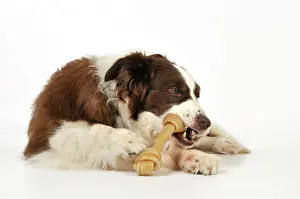 Chew: Dog. Dog chewing on rawhide