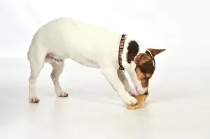 Chew: DOG. dog chewing on rawhide