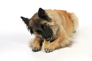 Chew: DOG. dog chewing on rawhide