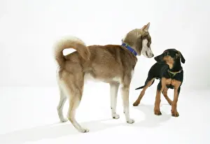 Bullying: Dog. Dog with hair along back raised dominating a puppy
