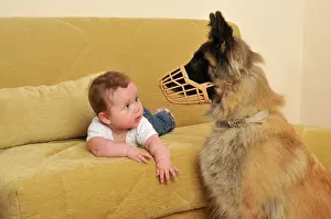 Muzzle: DOG. dog in muzzle near infant