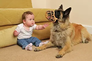 Muzzle: DOG. dog in muzzle near infant