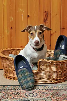 Slippers: DOG. dog being possessive of slipper