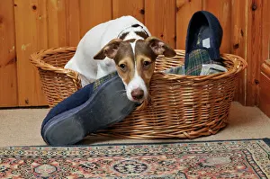Slippers: DOG. dog being possessive of slippers