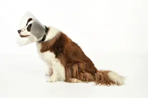 Wimples: Dog. Dog with a post surgery collar