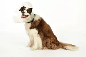 Wimples: Dog. Dog with a post surgery collar