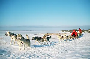Teams: DOG - dog-sledding with Huskies