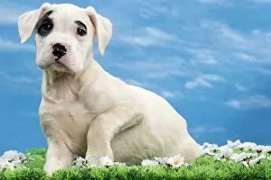 Argentino: Dog - Dogo Argentino - puppy 10 weeks