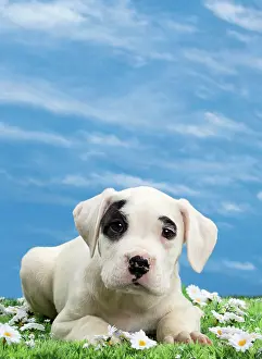 Argentino: Dog - Dogo Argentino - puppy 10 weeks