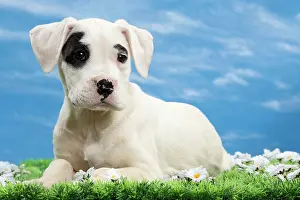 Argentino: Dog - Dogo Argentino - puppy 10 weeks