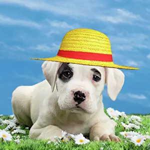 260420: Dog - Dogo Argentino - puppy 10 weeks wearing