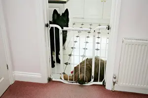 Briard: DOG - dogs behind baby gate