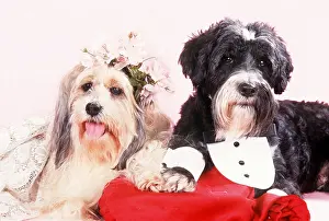 Clothes: DOG - DOG'S WEDDING - BRIDE & GROOM
