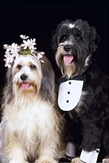 Clothes: DOG - DOG'S WEDDING'- BRIDE & GROOM